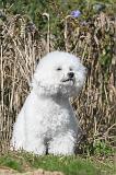 BICHON FRISE 240